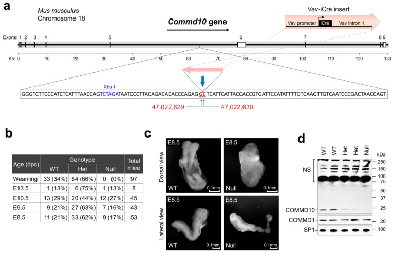 COMMD10 Is Essential for Neural Plate Development during Embryogenesis.