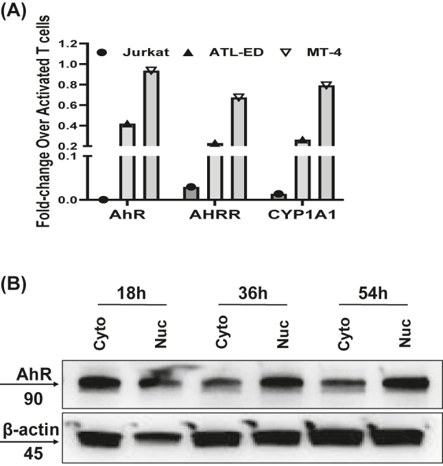 Apigenin improves cytotoxicity of antiretroviral drugs against HTLV-1 infected cells through the modulation of AhR signaling.