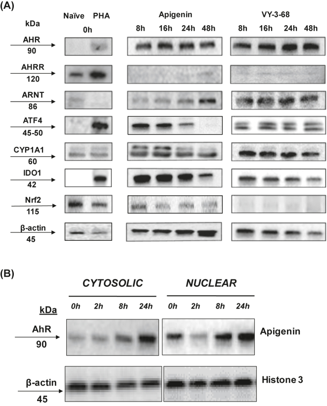 Apigenin improves cytotoxicity of antiretroviral drugs against HTLV-1 infected cells through the modulation of AhR signaling.