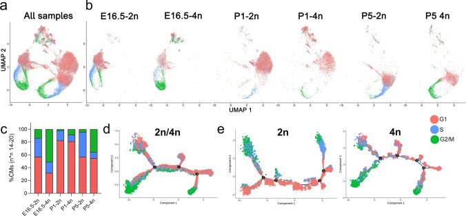 Ploidy-stratified single cardiomyocyte transcriptomics map Zinc Finger E-Box Binding Homeobox 1 to underly cardiomyocyte proliferation before birth.