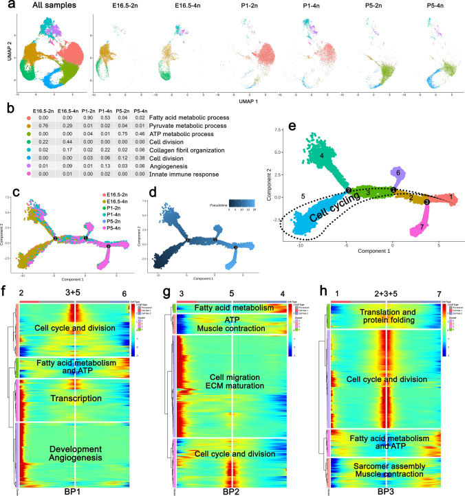 Ploidy-stratified single cardiomyocyte transcriptomics map Zinc Finger E-Box Binding Homeobox 1 to underly cardiomyocyte proliferation before birth.