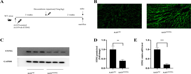 GAS-STING signaling plays an essential pathogenetic role in Doxorubicin-Induced Cardiotoxicity.