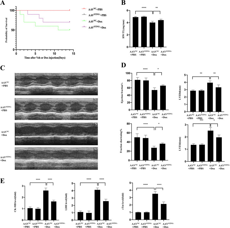 GAS-STING signaling plays an essential pathogenetic role in Doxorubicin-Induced Cardiotoxicity.