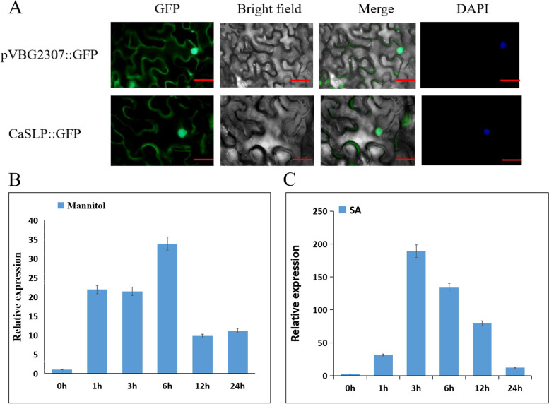 Salicylic acid-related ribosomal protein CaSLP improves drought and Pst.DC3000 tolerance in pepper.