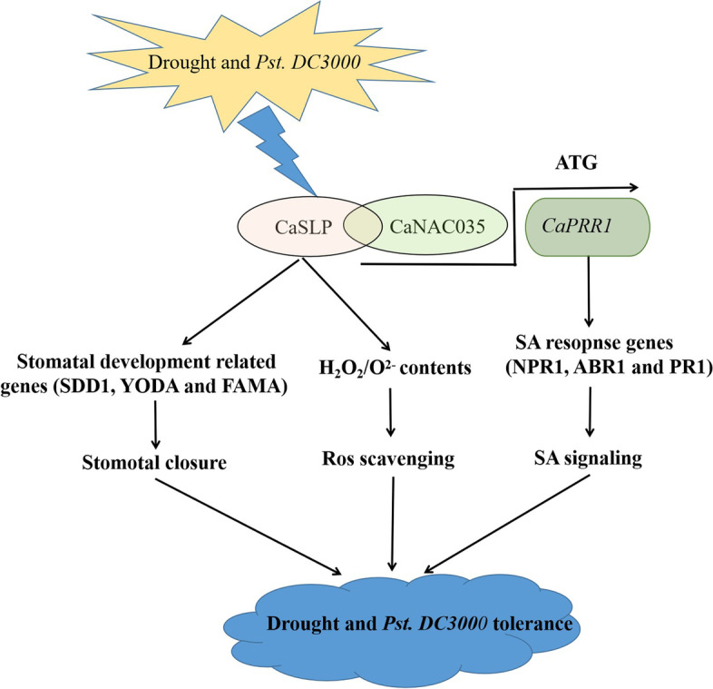 Salicylic acid-related ribosomal protein CaSLP improves drought and Pst.DC3000 tolerance in pepper.