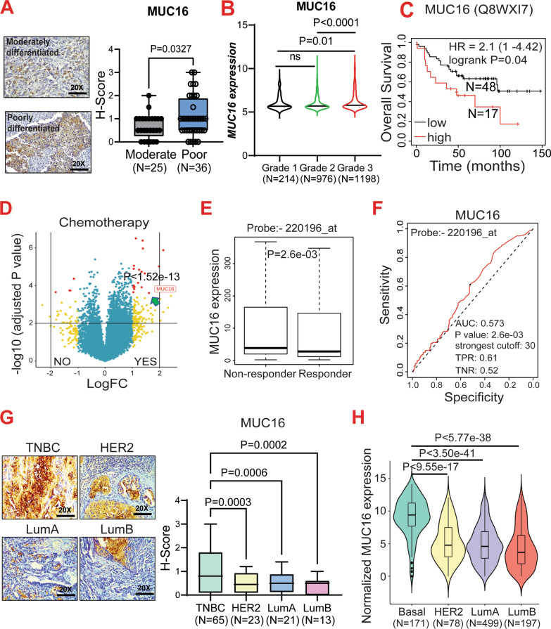 MUC16 promotes triple-negative breast cancer lung metastasis by modulating RNA-binding protein ELAVL1/HUR.