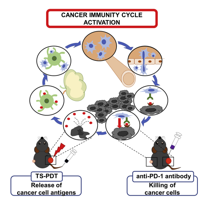 Anti-tumor immunity enhancement by photodynamic therapy with talaporfin sodium and anti-programmed death 1 antibody.