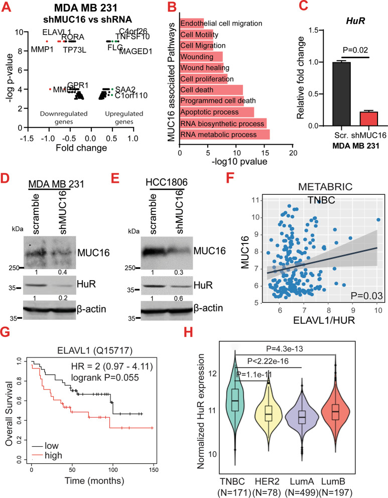 MUC16 promotes triple-negative breast cancer lung metastasis by modulating RNA-binding protein ELAVL1/HUR.