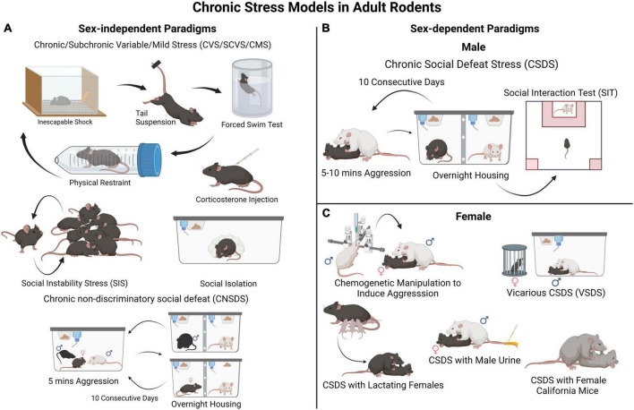 Awakening the dormant: Role of axonal guidance cues in stress-induced reorganization of the adult prefrontal cortex leading to depression-like behavior.