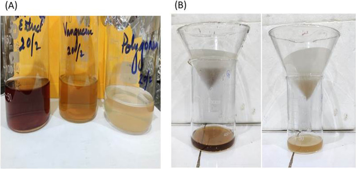 Insight study on synthesis and antibacterial mechanism of silver nanoparticles prepared from indigenous plant source of Jharkhand.