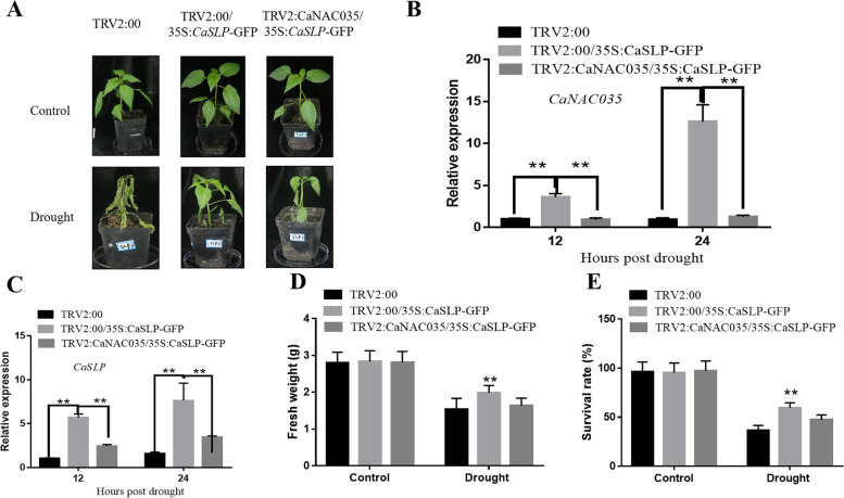 Salicylic acid-related ribosomal protein CaSLP improves drought and Pst.DC3000 tolerance in pepper.