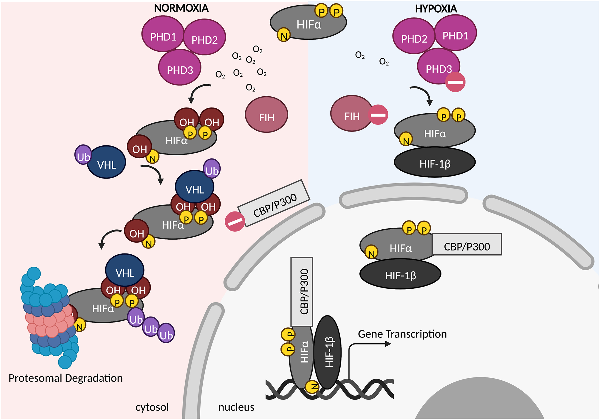 The Underexplored Landscape of Hypoxia-Inducible Factor 2 Alpha and Potential Roles in Tumor Macrophages: A Review.