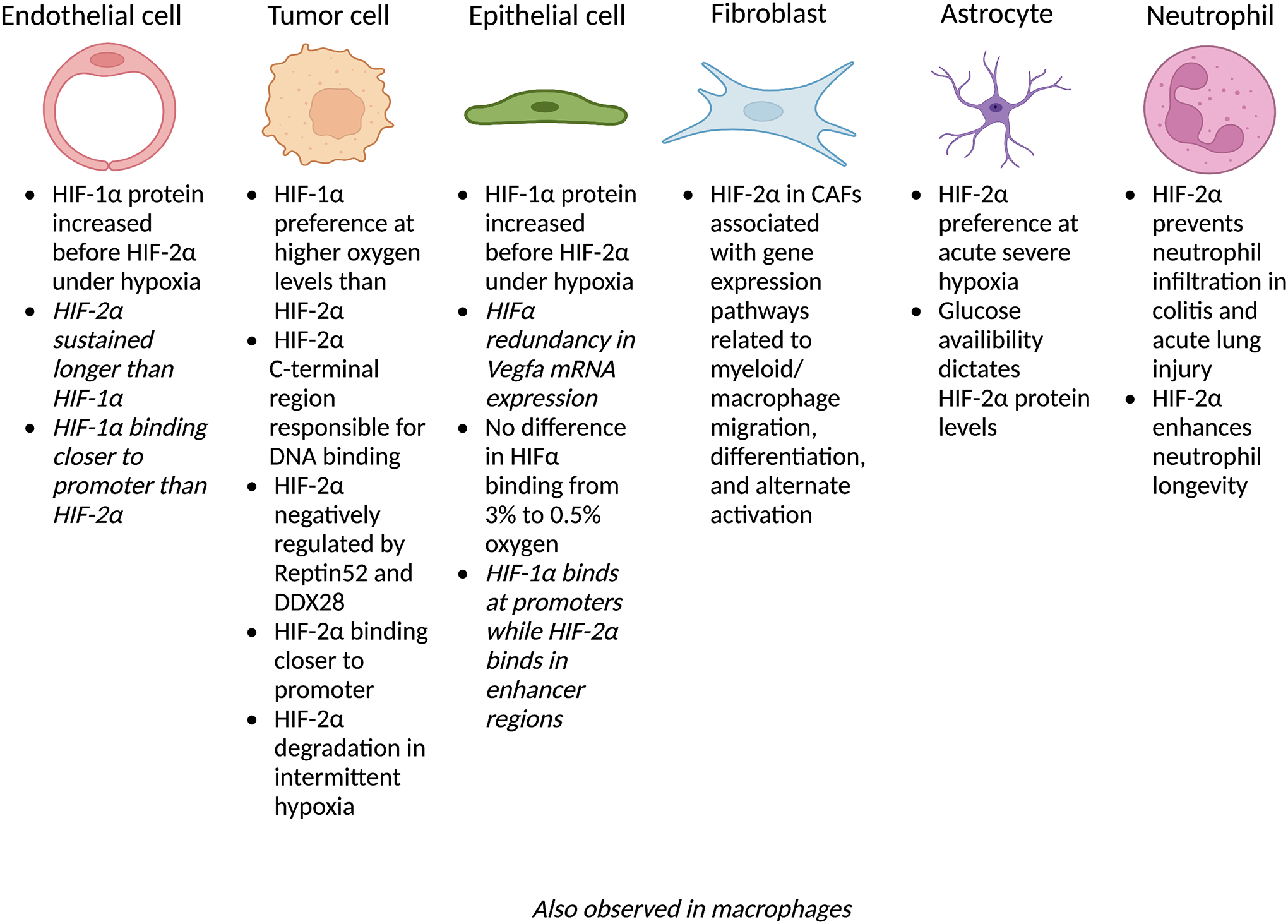 The Underexplored Landscape of Hypoxia-Inducible Factor 2 Alpha and Potential Roles in Tumor Macrophages: A Review.