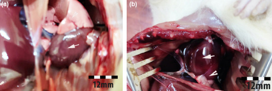 Effects of amifostine against blunt chest trauma-induced cardiac injury in rats.