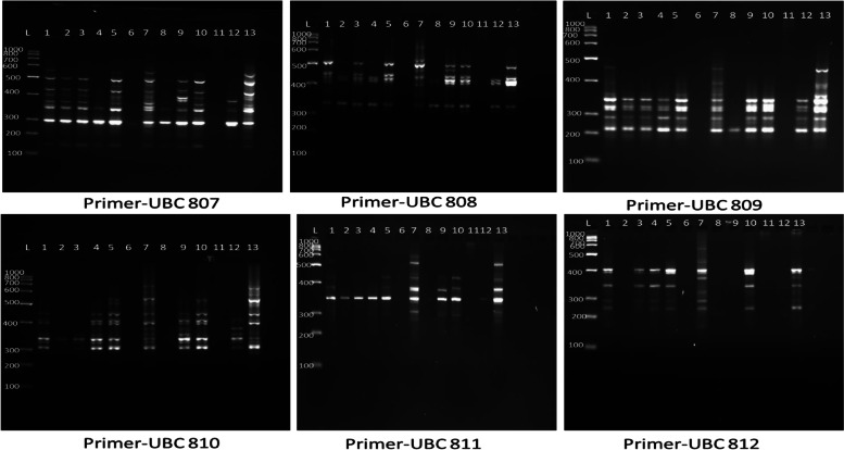 An assessment for in vitro propagation and genetic stability of Phoebe goalparensis Hutchinson, an endemic valuable timber tree of North East India.