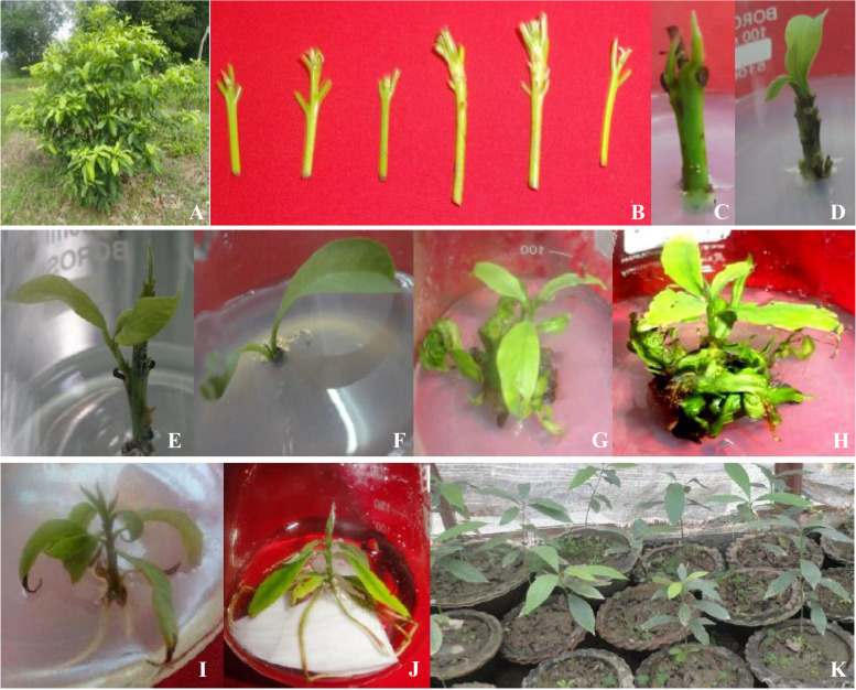 An assessment for in vitro propagation and genetic stability of Phoebe goalparensis Hutchinson, an endemic valuable timber tree of North East India.