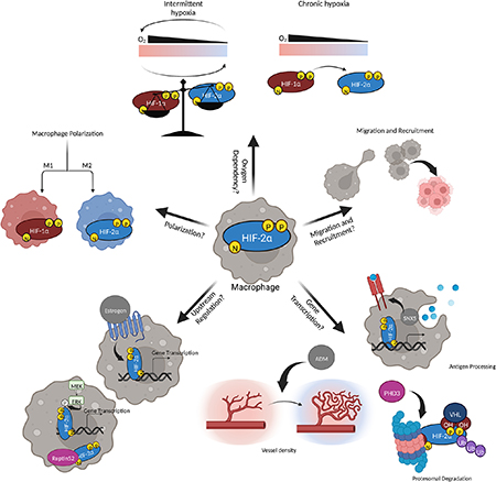 The Underexplored Landscape of Hypoxia-Inducible Factor 2 Alpha and Potential Roles in Tumor Macrophages: A Review.