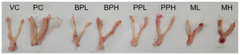 The mixture effect of propyl paraben and bisphenol A on the uterotrophic response in the ovariectomized rats after oral administration.