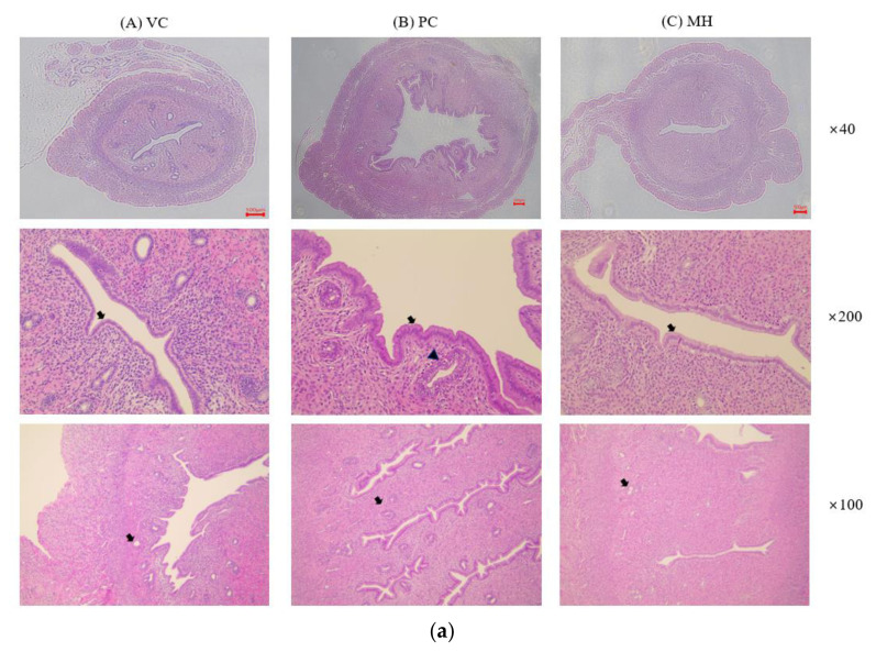 The mixture effect of propyl paraben and bisphenol A on the uterotrophic response in the ovariectomized rats after oral administration.