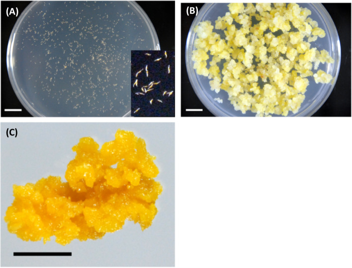 Extract of Bletilla formosana callus elevates cellular antioxidative activity via Nrf2/HO-1 signaling pathway and inhibits melanogenesis in zebrafish.