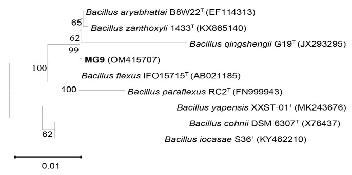 Identification and Optimisation of Indole-3-Acetic Acid Production of Endophytic Bacteria and Their Effects on Plant Growth.