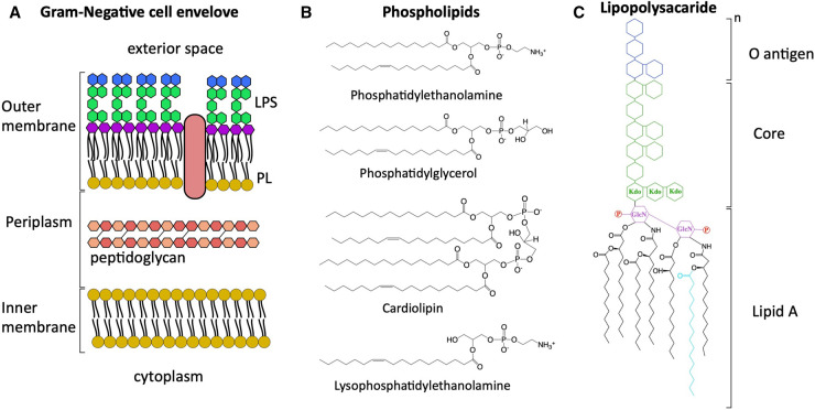 Forward or backward, that is the question: phospholipid trafficking by the Mla system.