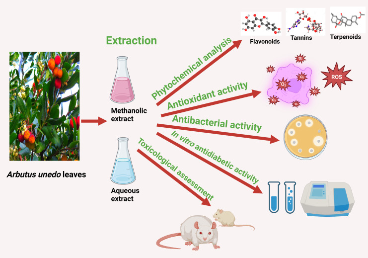 Phytochemical, Antidiabetic, Antioxidant, Antibacterial, Acute and Sub-Chronic Toxicity of Moroccan <i>Arbutus unedo</i> Leaves.