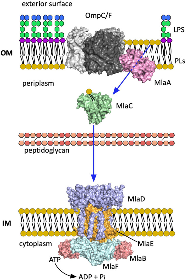 Forward or backward, that is the question: phospholipid trafficking by the Mla system.