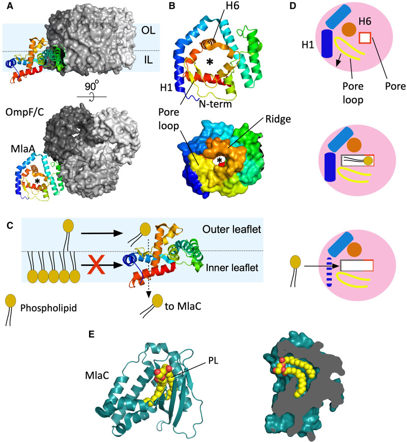 Forward or backward, that is the question: phospholipid trafficking by the Mla system.