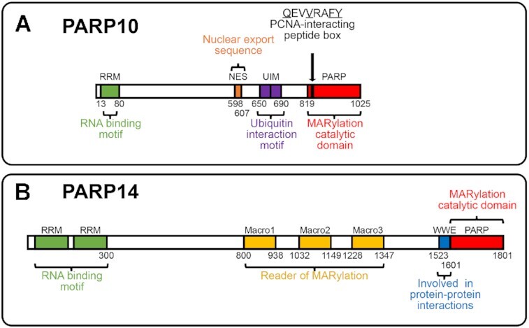 Mono-ADP-ribosylation by PARP10 and PARP14 in genome stability.