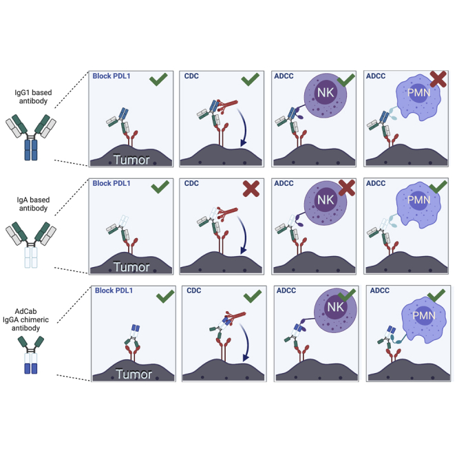 Controlled release of enhanced cross-hybrid IgGA Fc PD-L1 inhibitors using oncolytic adenoviruses.