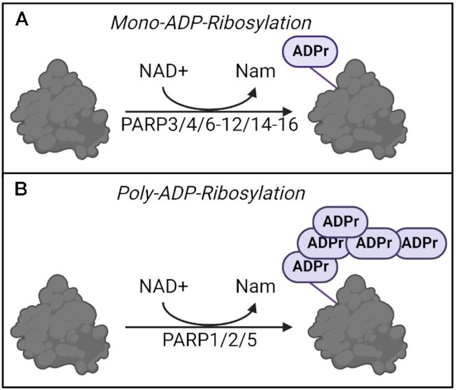 Mono-ADP-ribosylation by PARP10 and PARP14 in genome stability.