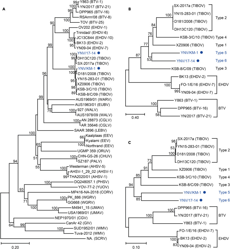 Two putative novel serotypes of Tibet orbivirus isolated from <i>Culicoides</i> spp. in Yunnan, China.