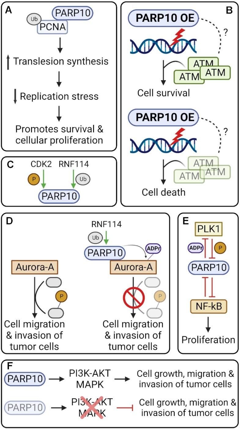 Mono-ADP-ribosylation by PARP10 and PARP14 in genome stability.