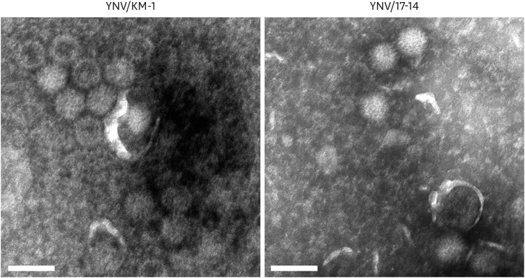 Two putative novel serotypes of Tibet orbivirus isolated from <i>Culicoides</i> spp. in Yunnan, China.