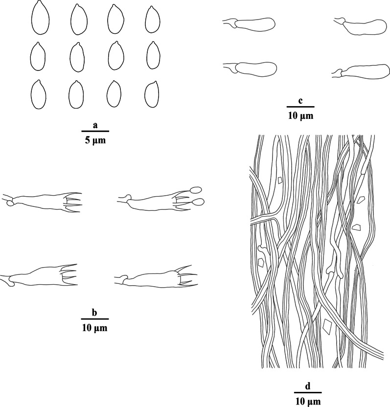 A contribution to Porogramme (Polyporaceae, Agaricomycetes) and related genera.