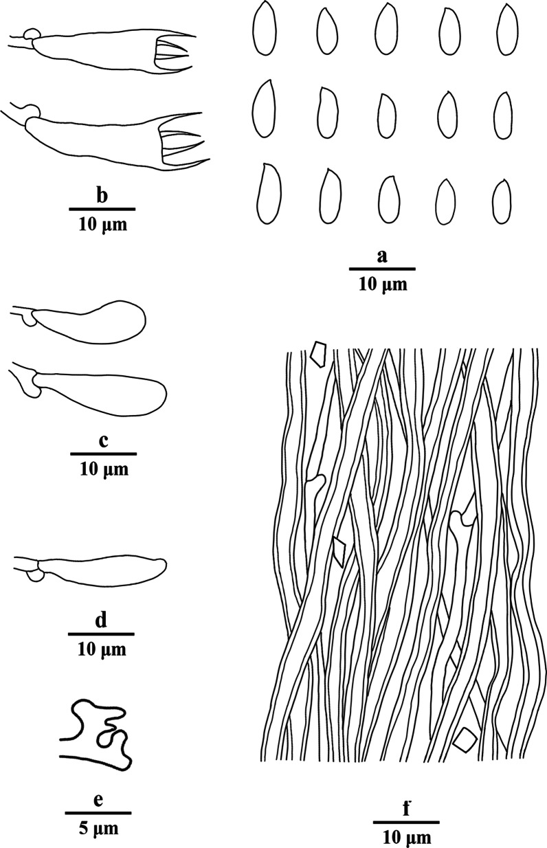 A contribution to Porogramme (Polyporaceae, Agaricomycetes) and related genera.