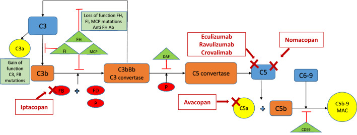 Pharmacological Management of Atypical Hemolytic Uremic Syndrome in Pediatric Patients: Current and Future.