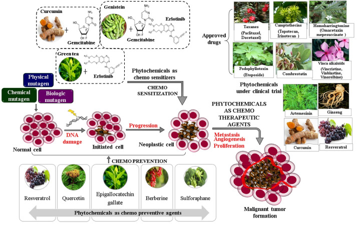 Translational Phytomedicines against Cancer: Promise and Hurdles.