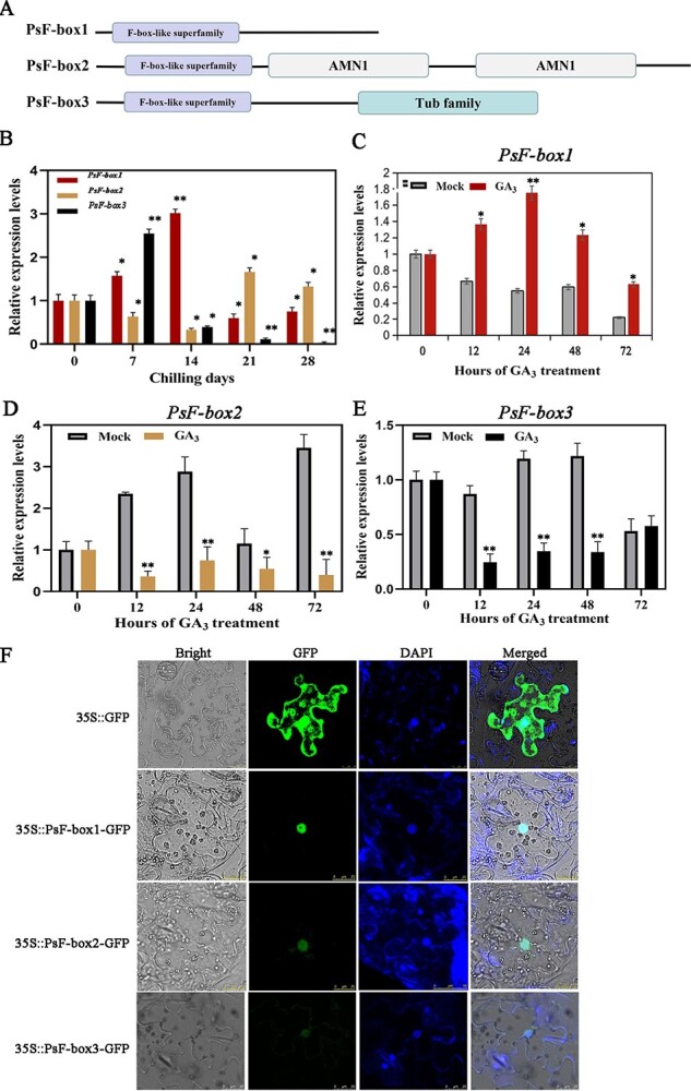 PsRGL1 negatively regulates chilling- and gibberellin-induced dormancy release by PsF-box1-mediated targeting for proteolytic degradation in tree peony.