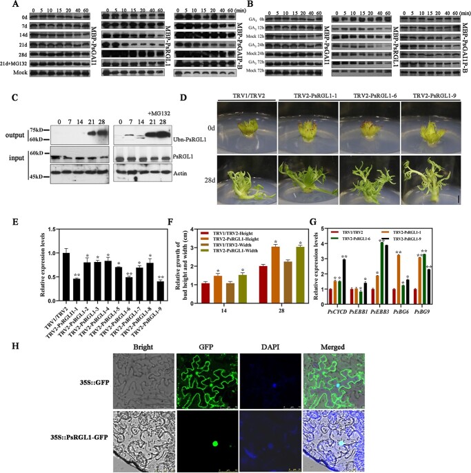 PsRGL1 negatively regulates chilling- and gibberellin-induced dormancy release by PsF-box1-mediated targeting for proteolytic degradation in tree peony.