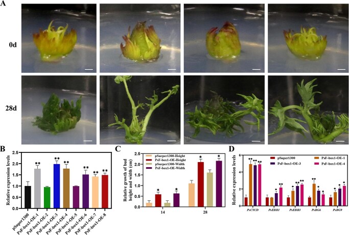 PsRGL1 negatively regulates chilling- and gibberellin-induced dormancy release by PsF-box1-mediated targeting for proteolytic degradation in tree peony.