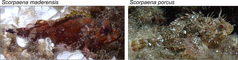 Scorpionfish rapidly change colour in response to their background.