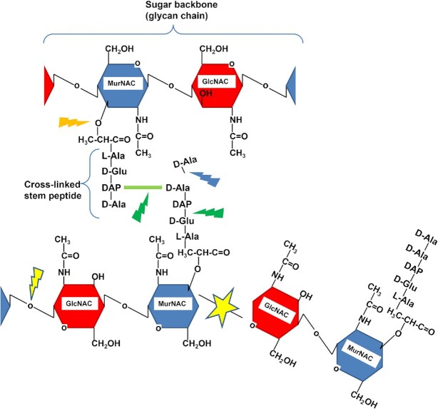 Bacterial virulence regulation through soluble peptidoglycan fragments sensing and response: knowledge gaps and therapeutic potential.