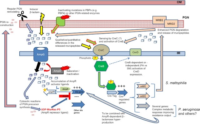 Bacterial virulence regulation through soluble peptidoglycan fragments sensing and response: knowledge gaps and therapeutic potential.