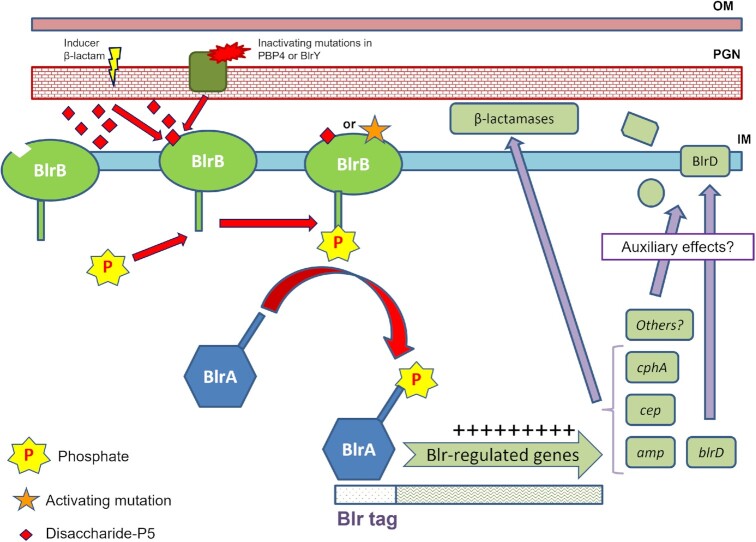 Bacterial virulence regulation through soluble peptidoglycan fragments sensing and response: knowledge gaps and therapeutic potential.