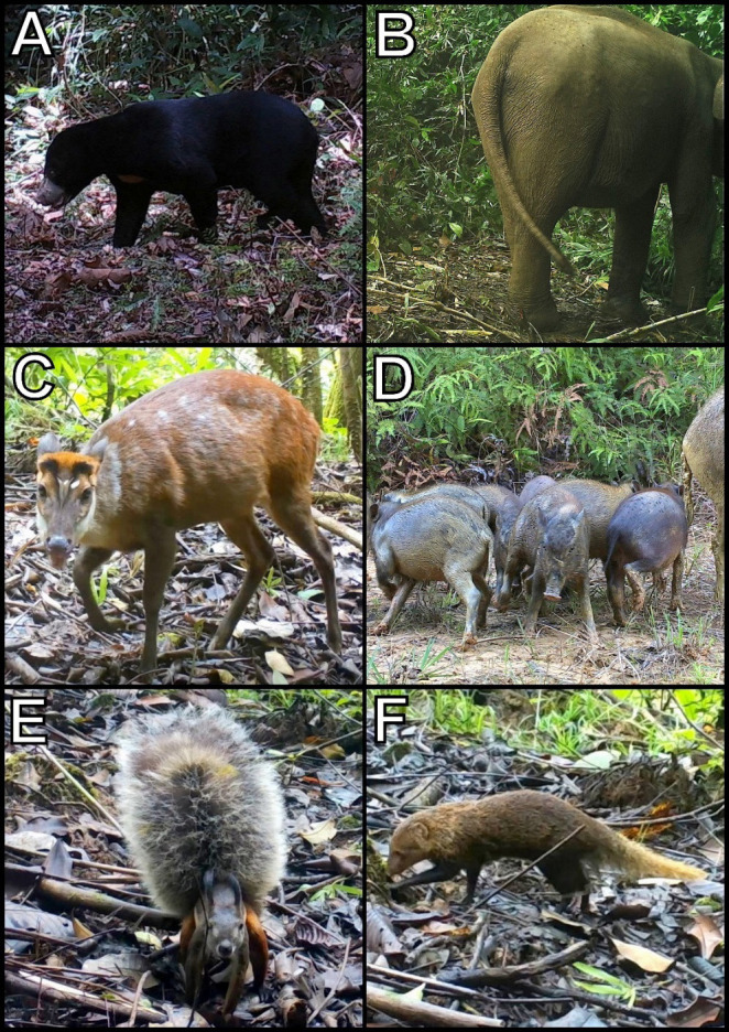 A Demi-Decade of Mammal Research: A Rapid Assessment within the Heart of Borneo in Sabah.