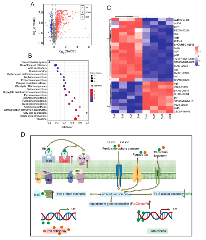 A dual functional Ti-Ga alloy: inhibiting biofilm formation and osteoclastogenesis differentiation via disturbing iron metabolism.