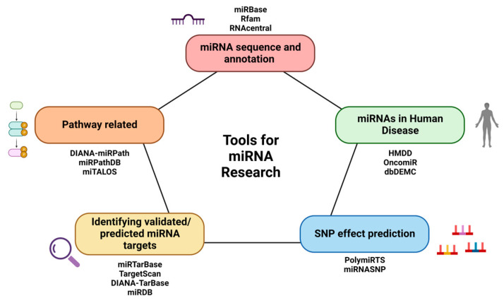 Insights into Online microRNA Bioinformatics Tools.