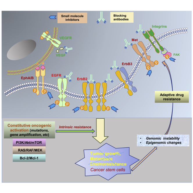 Targeting receptor tyrosine kinases in ovarian cancer: Genomic dysregulation, clinical evaluation of inhibitors, and potential for combinatorial therapies.